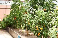 Строительство двухэтажного каркасныого коттеджа с террасой в деревне Порошкино - мини - 5