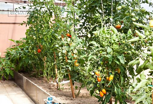 Строительство двухэтажного каркасныого коттеджа с террасой в деревне Порошкино - 5