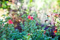 Строительство каркасного двухэтажного дома в п Большая Ижора - мини - 18