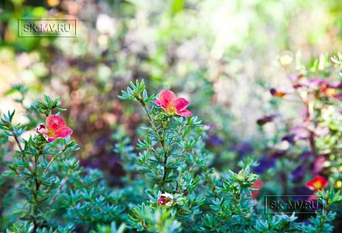 Строительство каркасного двухэтажного дома в п Большая Ижора - 18