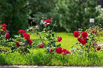 Ландшафтный дизайн участка в Оликах 2 - мини - 12