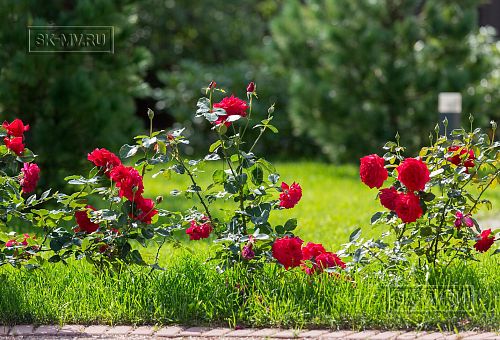 Ландшафтный дизайн участка в Оликах 2 - 12