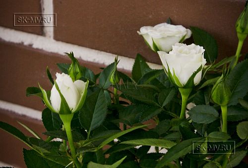 Строительство каркасного теплого зимнего дома 180 кв м для круглогодичного проживания Смартвилль 2 Москва - 12