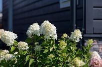 Благоустройство и озеленение участка в д Олики 3 фото - мини - 15