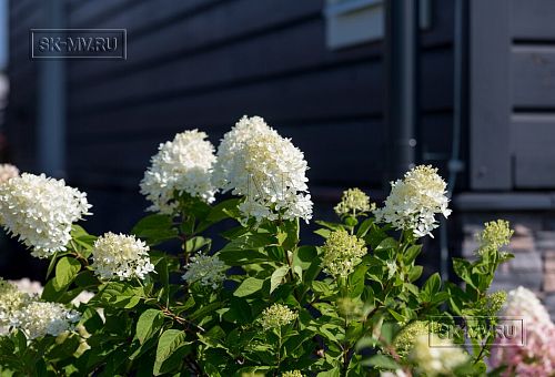 Благоустройство и озеленение участка в д Олики 3 фото - 15