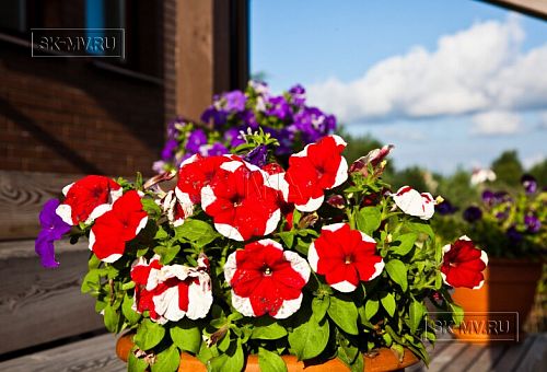 Строительство двухэтажного каркасныого коттеджа с террасой в деревне Порошкино - 27