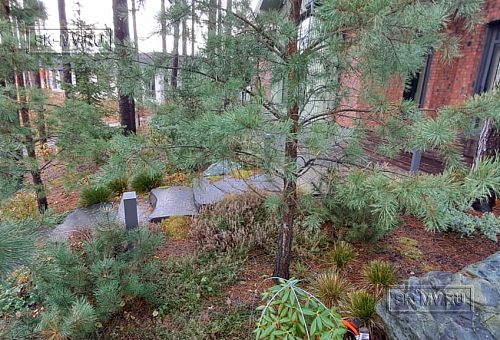 Сосновая аллея - 7