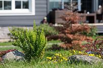 Благоустройство и озеленение участка в д Олики 3 фото - мини - 26