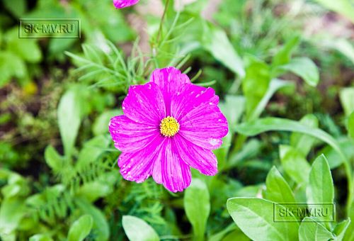 Строительство большого желтого каркасного дома с гаражом и сауной в пгт Сиверский - 5