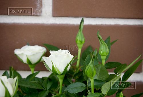 Строительство каркасного теплого зимнего дома 180 кв м для круглогодичного проживания Смартвилль 2 Москва - 8