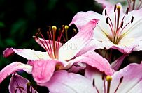 Строительство небольшого теплого зимнего двухэтажного каркасного коттеджа с сауной и верандой в Токсово - мини - 20