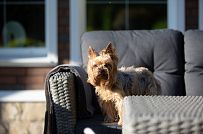 Одноэтажная усадьба в английском стиле в КП Галактика, технология каркас - мини - 31