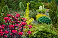 Ландшафтная архитектура участка в Зеркальном - мини - 14