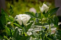 Строительство каркасного теплого зимнего дома 180 кв м для круглогодичного проживания Смартвилль 2 Москва - мини - 11