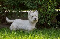 Ландшафтный дизайн участка в Оликах 2 - мини - 13