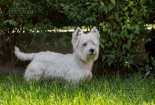 Ландшафтный дизайн участка в Оликах 2 - 13