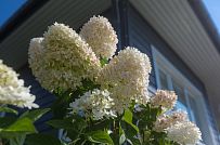 Благоустройство и озеленение участка в д Олики 3 фото - мини - 10