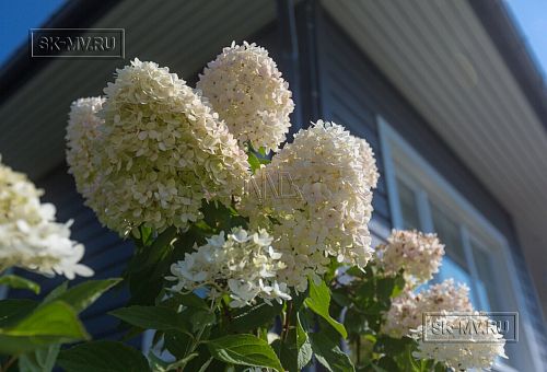 Благоустройство и озеленение участка в д Олики 3 фото - 10