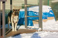 Олики 3 - мини - 20