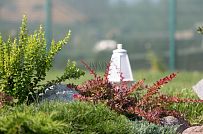 Благоустройство и озеленение участка в д Олики 3 фото - мини - 27