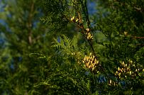 Новорижский 1 - мини - 7