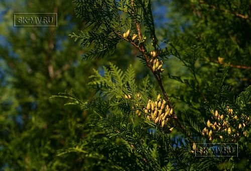 Новорижский 1 - 7