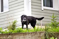 Строительство двухэтажного каркасного дома чуть более 200 кв м в скандинавском стиле в деревне Юкки - мини - 13