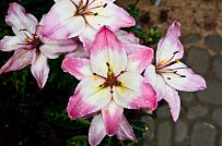 Строительство небольшого теплого зимнего двухэтажного каркасного коттеджа с сауной и верандой в Токсово - мини - 18