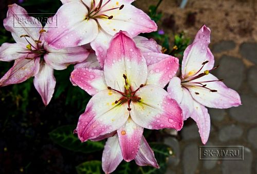 Строительство небольшого теплого зимнего двухэтажного каркасного коттеджа с сауной и верандой в Токсово - 18