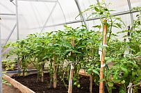 Строительство современного каркасного дома с балконом и террасой в Агалатово - мини - 3