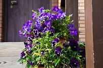 Ландшафтный дизайн территории домовладения в Порошкино 1 - мини - 2