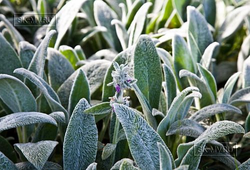 Строительство небольшого двухэтажного каркасного дома 165 кв м с бежевым сайдингом и зеленой крышей в СНТ Учитель - 20