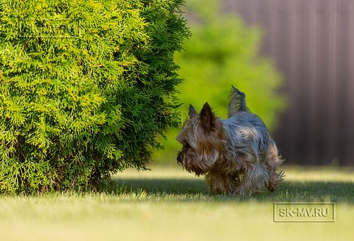 Одноэтажная усадьба в английском стиле в КП Галактика, технология каркас - 21
