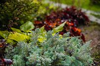 Ландшафтный дизайн участка в Сосновом бору 1 - мини - 12