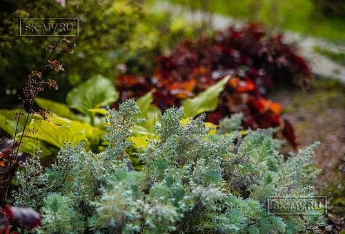 Ландшафтный дизайн участка в Сосновом бору 1 - 12