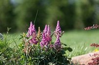 Благоустройство и озеленение участка в д Олики 3 фото - мини - 7