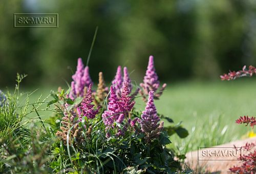 Благоустройство и озеленение участка в д Олики 3 фото - 7