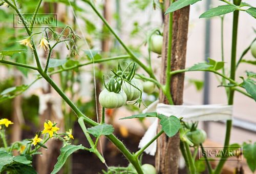 Строительство современного каркасного дома с балконом и террасой в Агалатово - 4