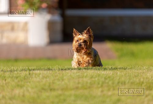 Одноэтажная усадьба в английском стиле в КП Галактика, технология каркас - 33