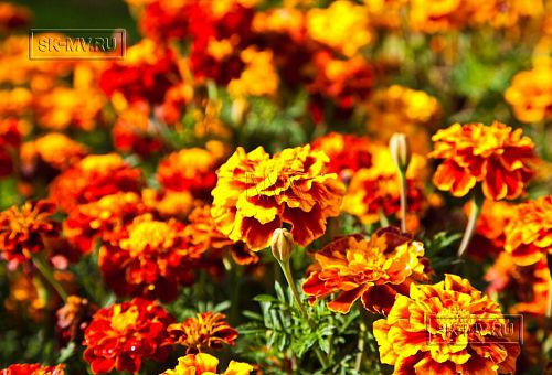 Построенный каркасный теплый дом 150 кв м с эркером и открытой террасой в п Горная Шальдиха - 7