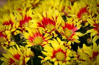 Строительство двухэтажного каркасного коттеджа 180 кв м в альпийском стиле в КП Смартвилль Москва - мини - 20