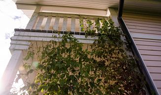 Проект "Ольшаники 4" -- 3