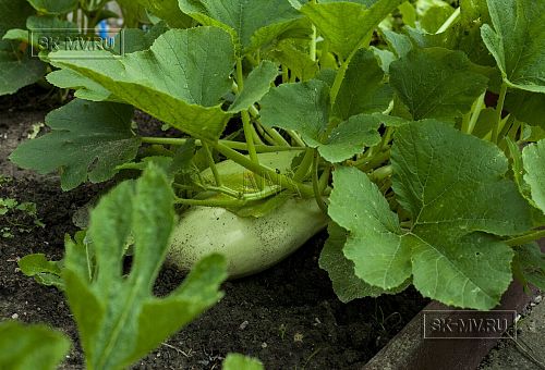 Ландшафтный дизайн территории домовладения в Володарском 5 - 7