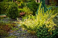 Ландшафтная архитектура участка в Зеркальном - мини - 13