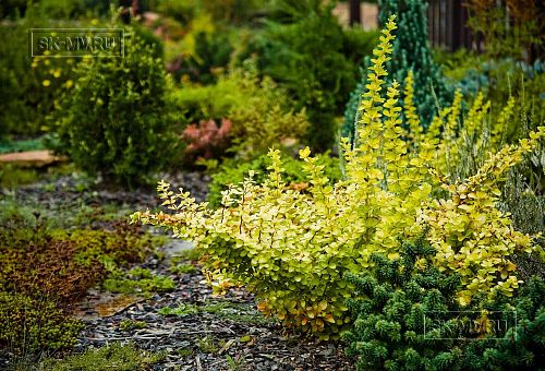 Ландшафтная архитектура участка в Зеркальном - 13