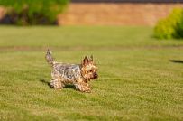 Одноэтажная усадьба в английском стиле в КП Галактика, технология каркас - мини - 34