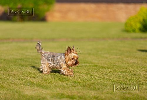 Одноэтажная усадьба в английском стиле в КП Галактика, технология каркас - 34