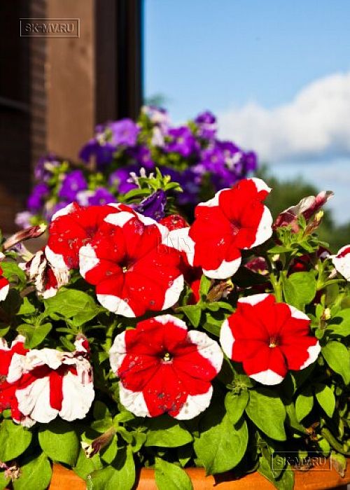 Ландшафтный дизайн домовладения в Порошкино 1