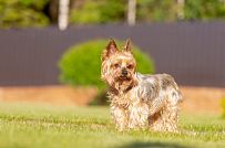 Одноэтажная усадьба в английском стиле в КП Галактика, технология каркас - мини - 22