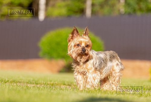 Одноэтажная усадьба в английском стиле в КП Галактика, технология каркас - 22